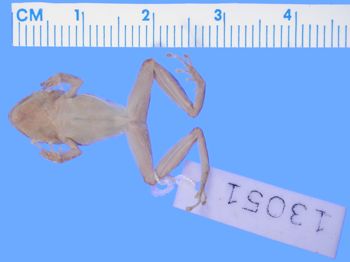 Media type: image; Herpetology A-13051